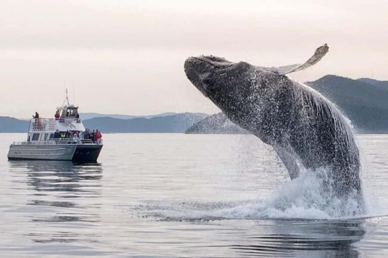 Anacortes: Whale and Orca Boat Tour near Seattle - The Experience in Detail