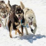 Anchorage: Helicopter Glacier Dogsledding Tour - Who Will Enjoy This Tour?