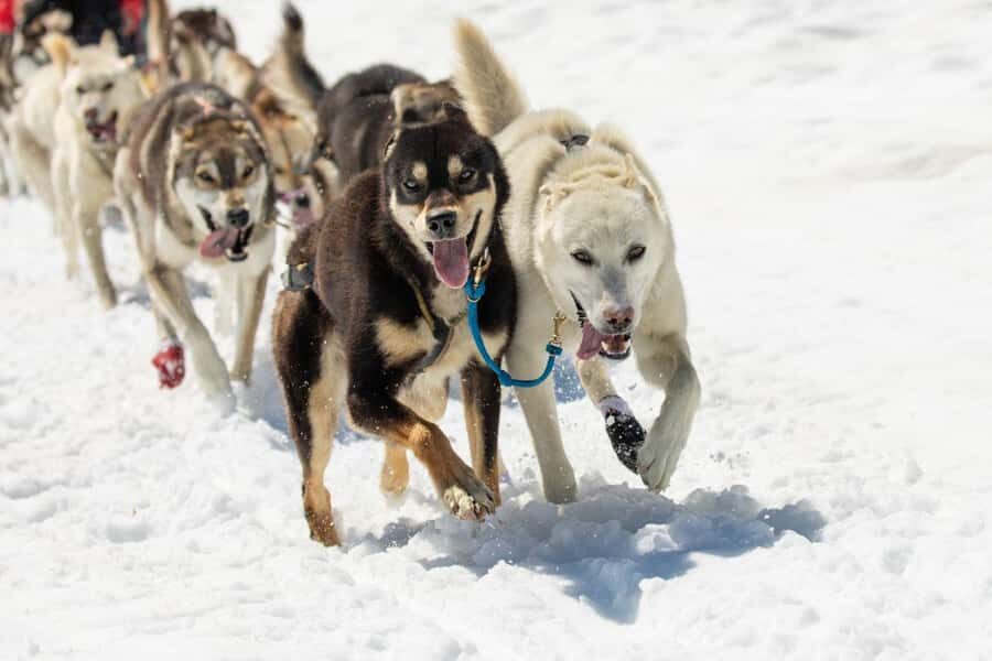 Anchorage: Helicopter Glacier Dogsledding Tour - Who Will Enjoy This Tour?