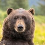 Anchorage: Scenic Tour to Wildlife Center - Who Will Love This Tour?