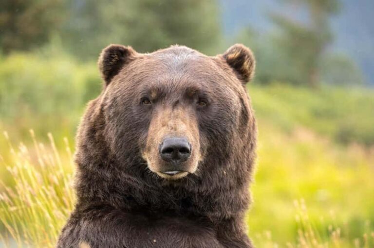 Anchorage: Scenic Tour to Wildlife Center - Who Will Love This Tour?