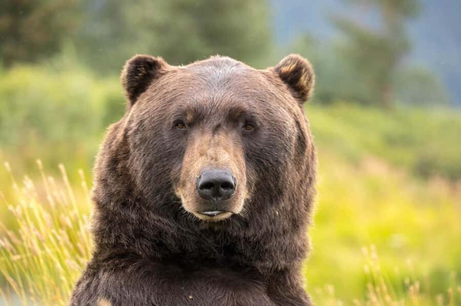 Anchorage: Scenic Tour to Wildlife Center - Who Will Love This Tour?