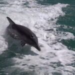 Anna Maria Island Build your own adventure 6 hour - Who Will Love This Tour?