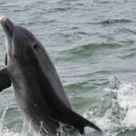 Anna Maria Island Dolphins & Beginners Snorkeling Adventure 3hrs - Final Thoughts: Is This Tour Right for You?