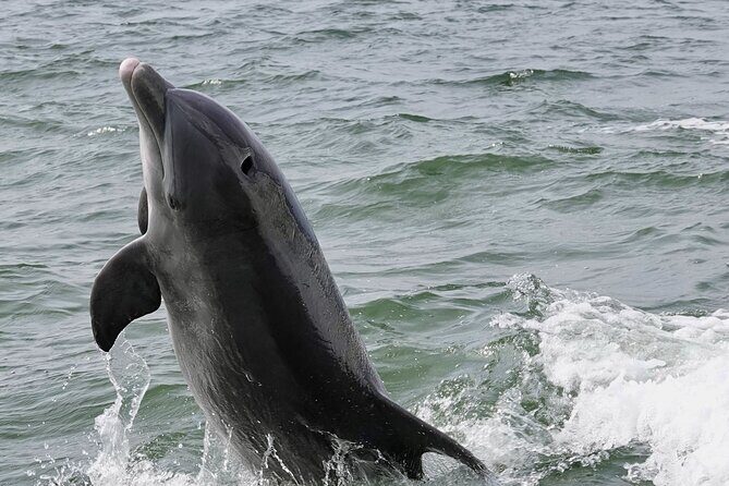 Anna Maria Island Dolphins & Beginners Snorkeling Adventure 3hrs - Final Thoughts: Is This Tour Right for You?