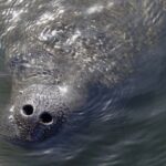 Anna Maria Island Dolphins & Beginners Snorkeling Adventure 4Hrs - The Sum Up: Who Is This Tour Best For?