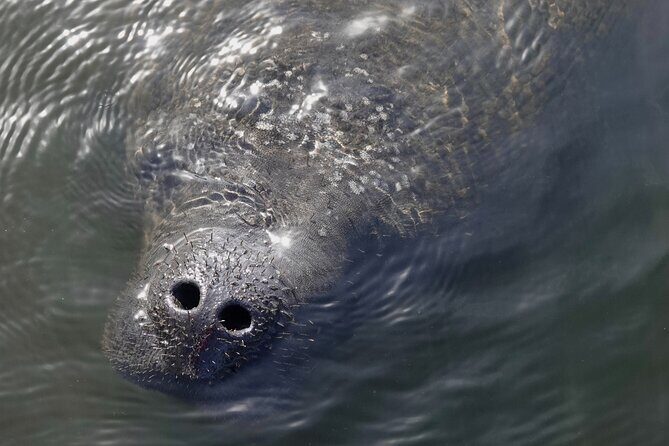 Anna Maria Island Dolphins & Beginners Snorkeling Adventure 4Hrs - The Sum Up: Who Is This Tour Best For?