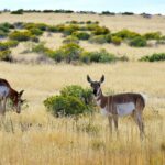 Antelope Island Sunset Wildlife Expedition Great Salt Lake Tour - A Deep Dive into the Antelope Island Sunset Wildlife Expedition