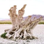 Antelope Island  Wildlife Expedition to the Great Salt Lake - A Deep Dive into the Antelope Island Experience