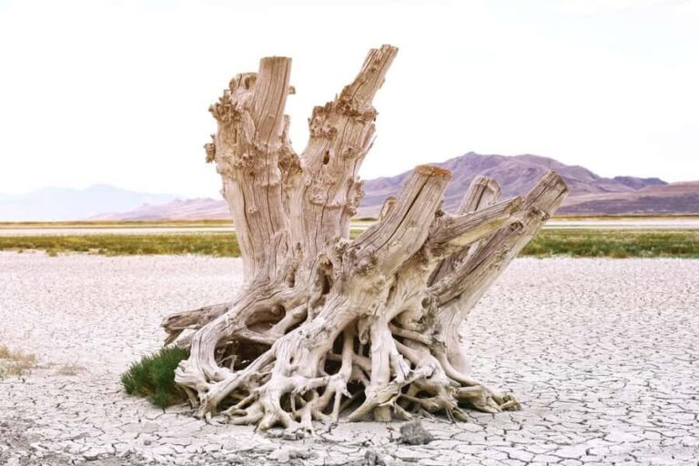Antelope Island Wildlife Expedition to the Great Salt Lake - A Deep Dive into the Antelope Island Experience