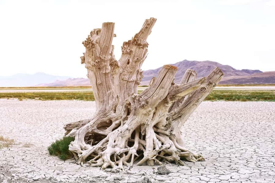Antelope Island  Wildlife Expedition to the Great Salt Lake - A Deep Dive into the Antelope Island Experience