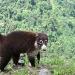 Arenal Volcano Experience Full-Day Tour from San Jose - The Real Value of This Tour