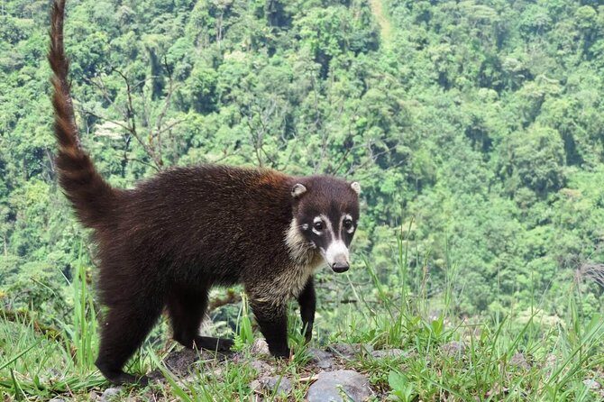 Arenal Volcano Experience Full-Day Tour from San Jose - The Real Value of This Tour
