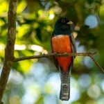 Asuncion Birding Tour - Key Points