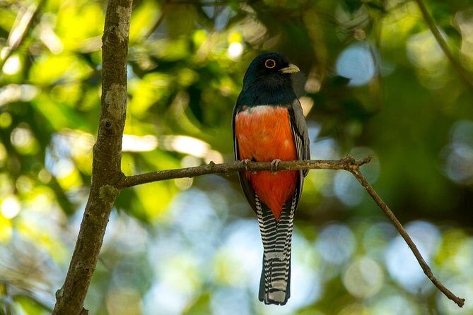 Asuncion Birding Tour - Key Points