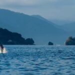 Bahía de Banderas: Whale Watching and Snorkeling Tour - Who This Tour Is Perfect For