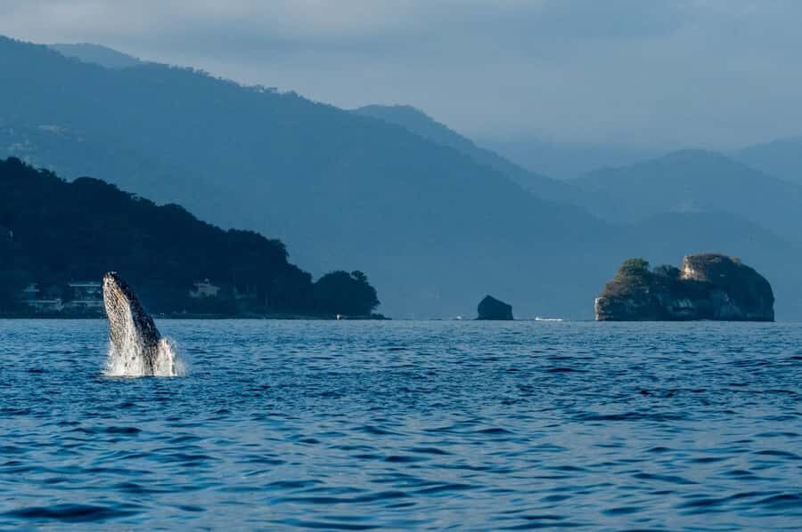 Bahía de Banderas: Whale Watching and Snorkeling Tour - Who This Tour Is Perfect For