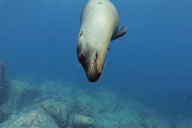 Balandra Beach and Sea Lions Private Tour - Who Should Consider This Tour?
