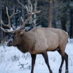 Banff: 4-Hour Evening Wildlife Viewing & Sunset Experience - The Practical Side: Transportation, Duration, and Value