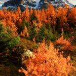 Banff/Canmore: Larch Valley & Moraine Lake shuttle RoundTrip - Why Choose This Shuttle?