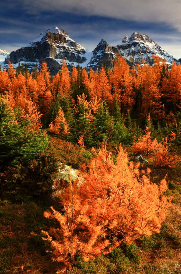 Banff/Canmore: Larch Valley & Moraine Lake shuttle RoundTrip - Why Choose This Shuttle?