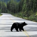 Banff: Private Premium Wildlife Viewing & Sunset Experience - Who Will Love This Tour?