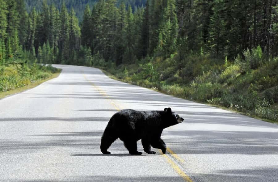 Banff: Private Premium Wildlife Viewing & Sunset Experience - Who Will Love This Tour?