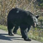 Banff to Jasper One-Way Private Tour sightseeing - Practical Aspects and What They Mean for You