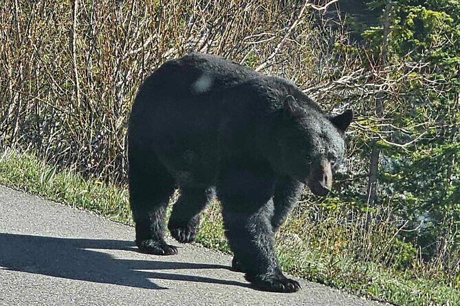 Banff to Jasper One-Way Private Tour sightseeing - Practical Aspects and What They Mean for You