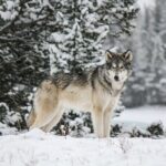 Banff Winter Walk: Including Ice Cleats + Transportation 2.5hrs - FAQs