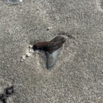 Barrier Island Drop Off Fossil Hunting Excursion - Why This Tour Offers Good Value