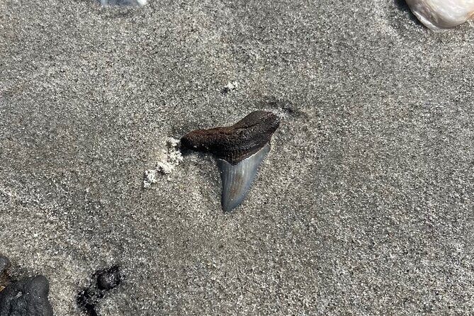 Barrier Island Drop Off Fossil Hunting Excursion - Why This Tour Offers Good Value