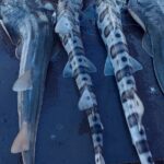 Bay Area Pier Fishing: Sturgeon, Sharks, and Stingray Hunt - Who Should Consider This Tour?