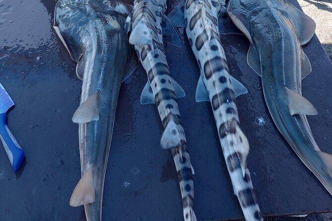 Bay Area Pier Fishing: Sturgeon, Sharks, and Stingray Hunt - Who Should Consider This Tour?