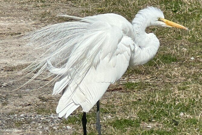 Bay Saint Louis Discovery Boat Tour - FAQ