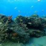 Beach Snorkeling Adventure in Lauderdale by the Sea - FAQ