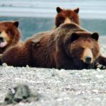 Bear Viewing at Waterfall Creek - An In-Depth Look at the Waterfall Creek Bear Viewing Tour