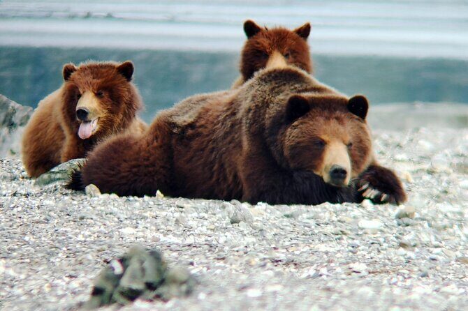 Bear Viewing at Waterfall Creek - An In-Depth Look at the Waterfall Creek Bear Viewing Tour