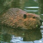 Beavers Watching - Practical Details and What You Should Know
