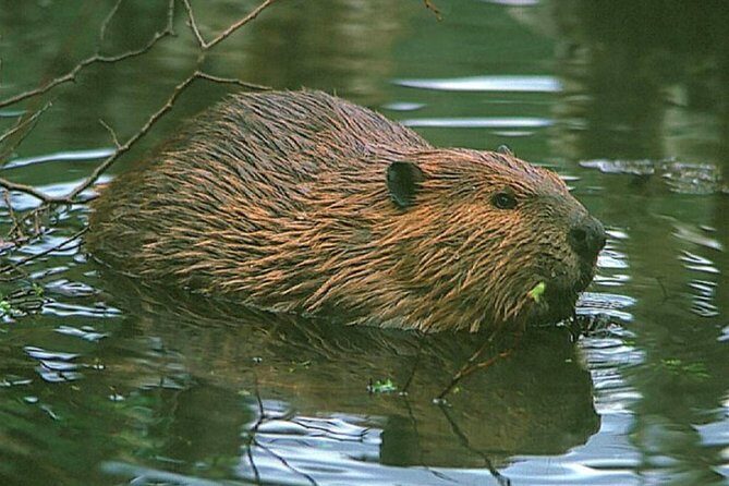 Beavers Watching - Practical Details and What You Should Know