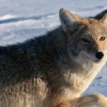 Best of Jackson Hole Wildlife Private Safari Tour - Final Thoughts