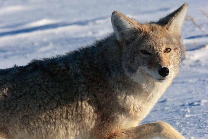 Best of Jackson Hole Wildlife Private Safari Tour - Final Thoughts