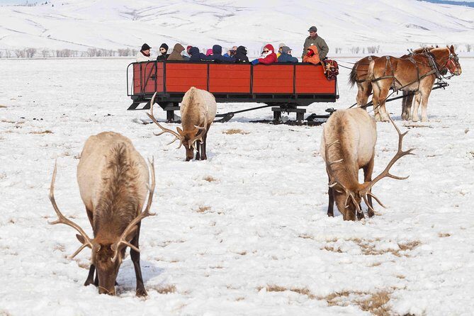 Best of Jackson Hole Wildlife Safari Tour - Why This Tour Offers Great Value