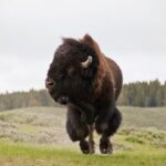 Best of Yellowstone - Guided National Park Safari Tour - Final Thoughts