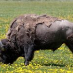 Best of Yellowstone Private National Park Safari Tour - Who Will Appreciate This Yellowstone Safari?