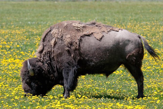 Best of Yellowstone Private National Park Safari Tour - Who Will Appreciate This Yellowstone Safari?