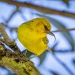 Big Island: Birdwatching Tour with Expert Guide - An In-Depth Look at the Big Island Birdwatching Experience