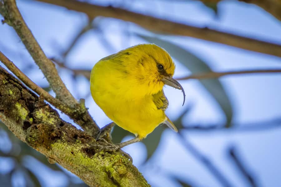 Big Island: Birdwatching Tour with Expert Guide - An In-Depth Look at the Big Island Birdwatching Experience
