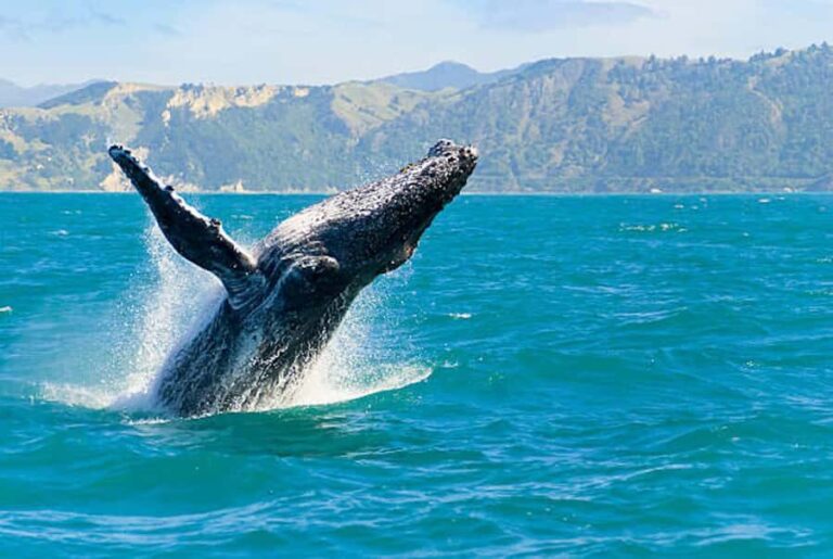Big Island: Kona Whale Watching Tour - Who Will Love This Tour?