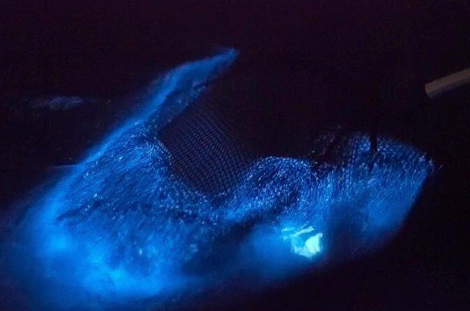 Bioluminescent Comb Jelly Clear Kayaking Tour - Who Should Consider This Tour?